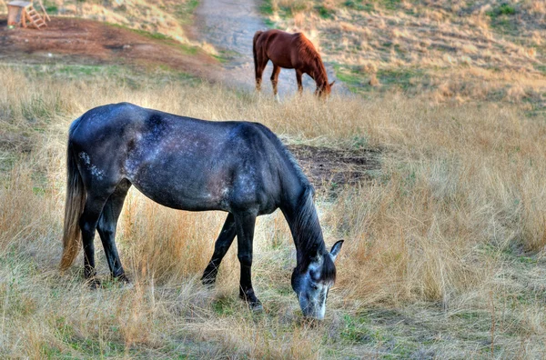 Koń w malownicze pastwiska — Zdjęcie stockowe