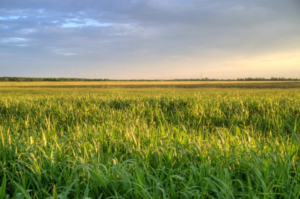 Zielona trawa pod czerwone niebo — Zdjęcie stockowe
