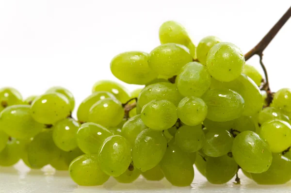 stock image The vine is on a white background