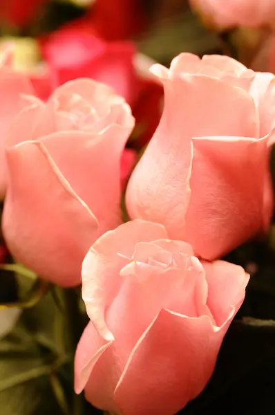 Papilas de rosa jovens — Fotografia de Stock