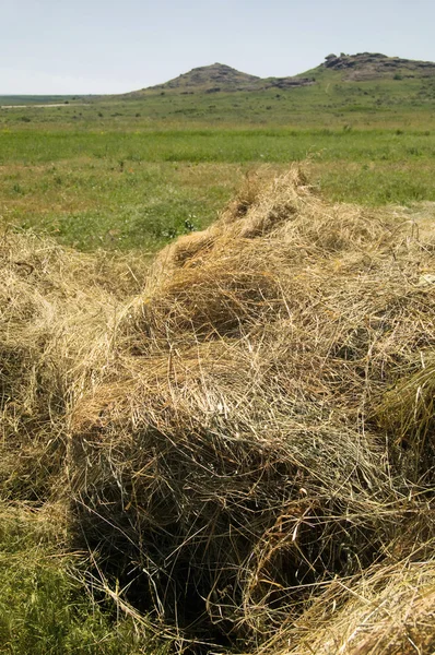 Stack of hay — Stock Photo, Image