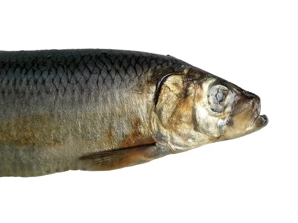 Большая рыба на белом фоне — стоковое фото