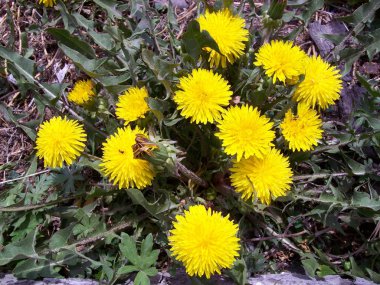 Dandelions bahar tarafından