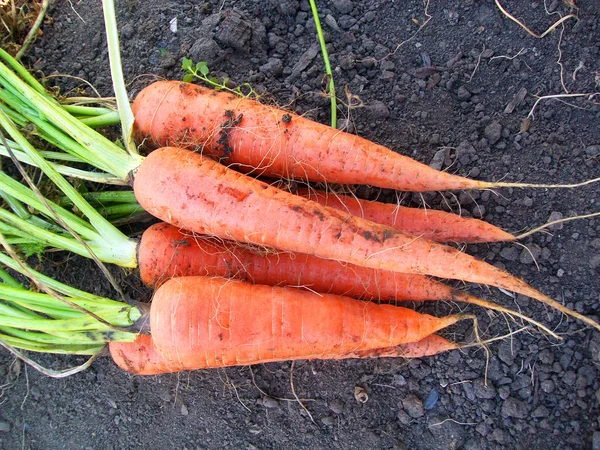 stock image Large carrot on land