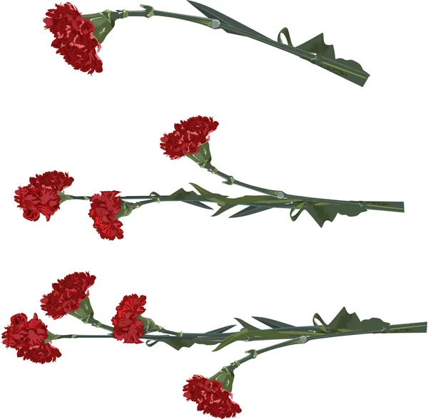 Carnation bloem — Stockvector