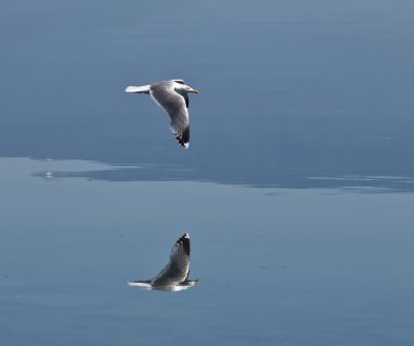 Flying seagull clipart