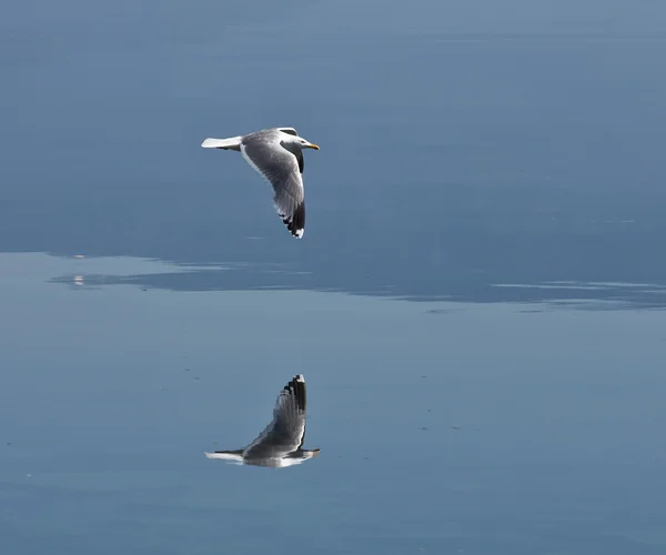 stock image Flying seagull