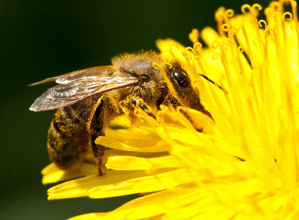 Worker bee gathering pollen from dandelion — Stock Photo, Image