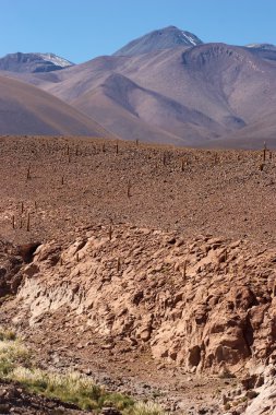 Kaktüs, Atacama Çölü, Şili ile kurak nehir yatağı