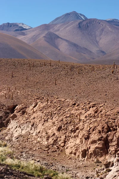 智利阿塔卡马沙漠带仙人掌的干涸河床 — 图库照片