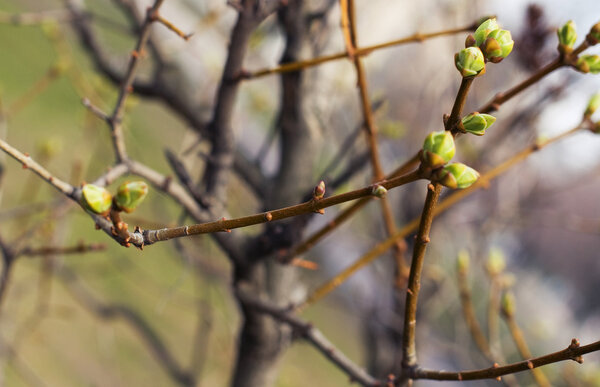 Macro shot of tiny spring buds of a flow