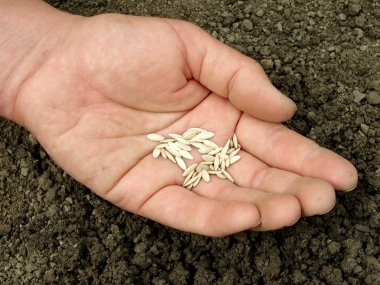 Hand with seeds clipart