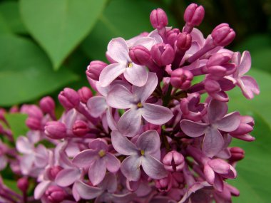 Flowering lilac clipart