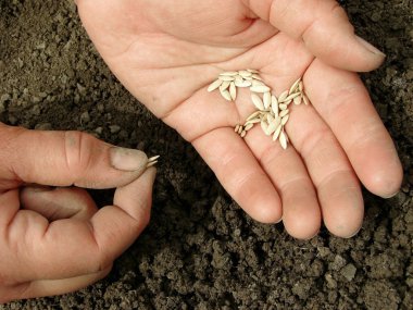 Hands with seeds clipart