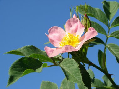 pembe yaban gülü