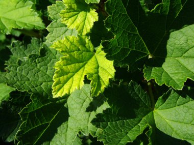 Red currants leaves clipart