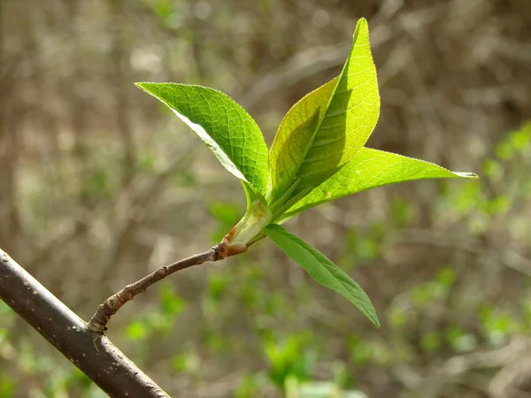 First leaves — Stock Photo, Image