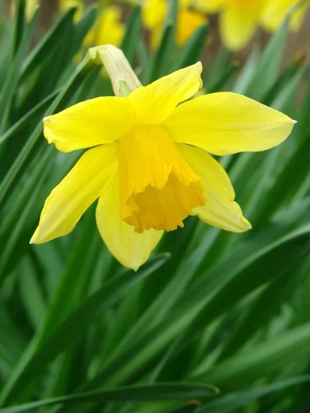 Blommande daffodil — Stockfoto