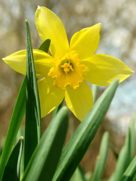 Narciso florido — Fotografia de Stock