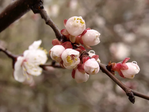 Cseresznyefa virágzás — Stock Fotó