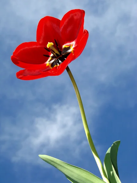 Красиві tulip — стокове фото