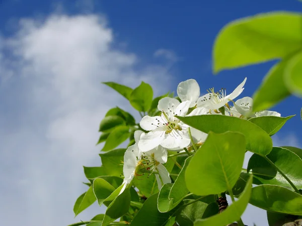 Flor de árbol de pera — Foto de Stock