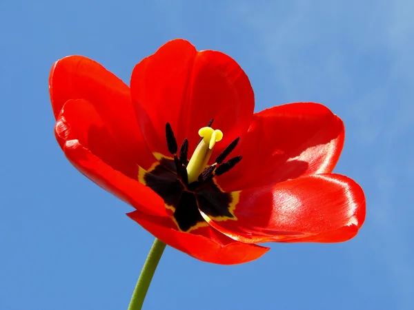 Открытый красный тюльпан — стоковое фото