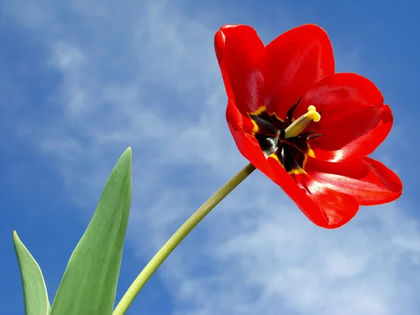 Tulipán único —  Fotos de Stock