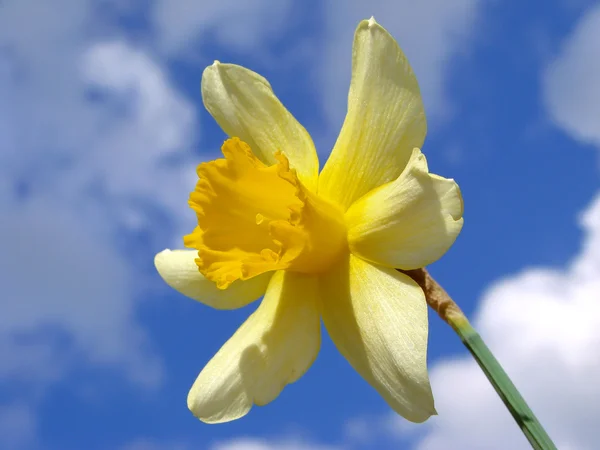 Daffodil único — Fotografia de Stock