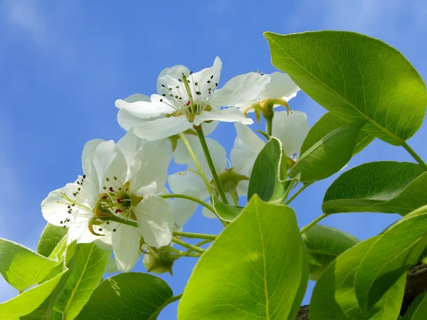 Blossom дерев груша — стокове фото