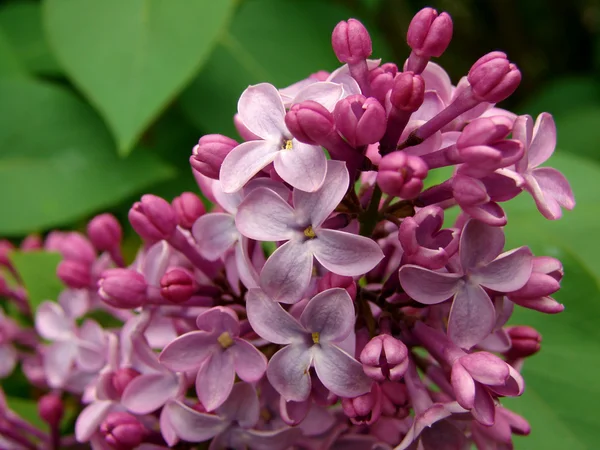 Lilás florido — Fotografia de Stock
