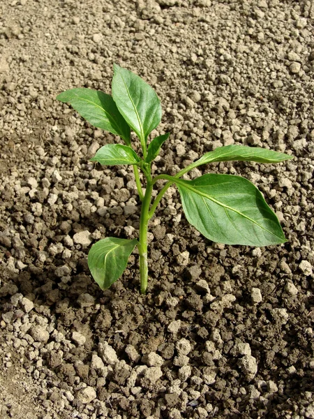 Pepper seedling — Stock Photo, Image