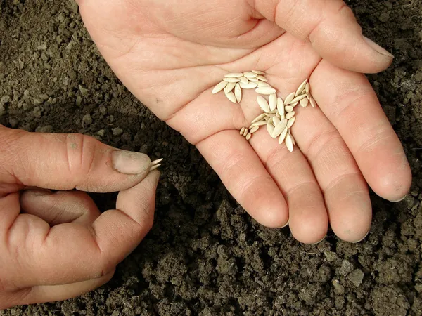 Руки с семенами — стоковое фото