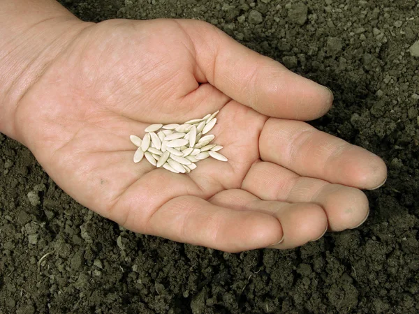 Mão com sementes — Fotografia de Stock