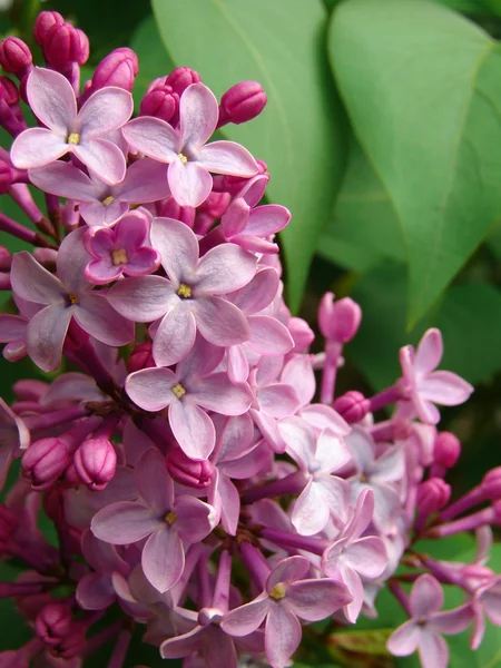 Floración lila — Foto de Stock