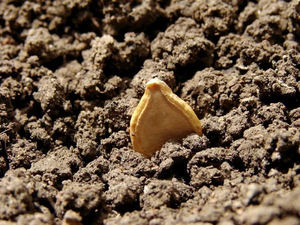 Тыквенное семя — стоковое фото