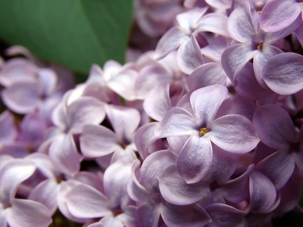 Piękny liliowy — Zdjęcie stockowe
