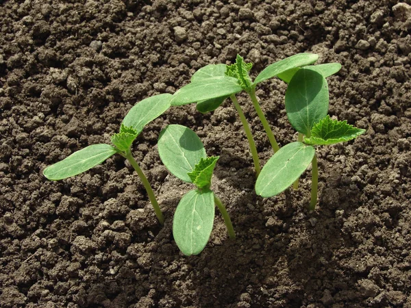 Cucumber seedlings — Stock Photo, Image