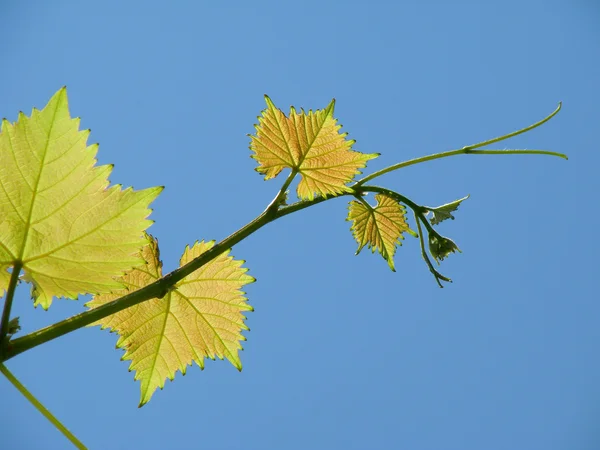 Zonnige wijnstok sprout — Stockfoto