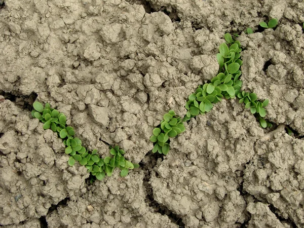 Kemény talaj — Stock Fotó