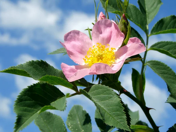 Růžová divoká růže (Rosa canina) — Stock fotografie