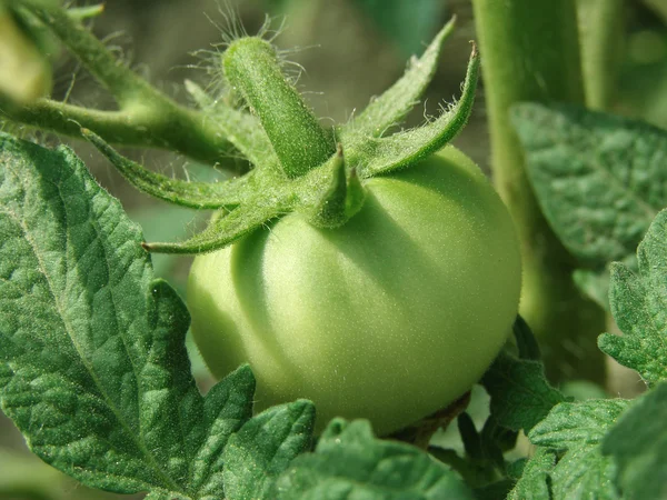 Green tomato — Stock fotografie