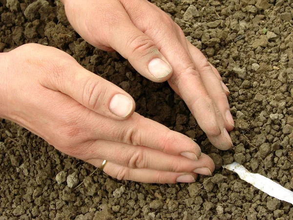 Sowing seeds on tape — Stock Photo, Image