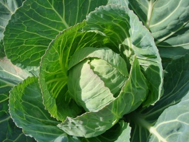 Growing cabbage