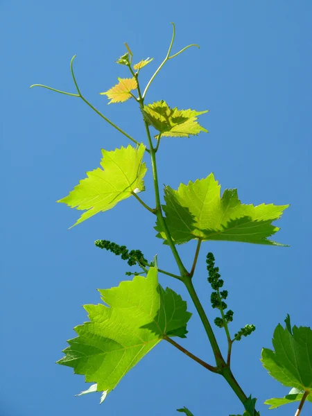 Young grape cluster — Stock Photo, Image