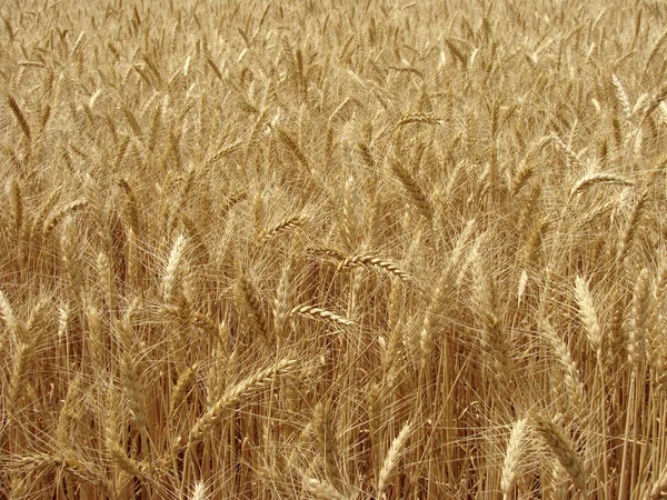 Фрагмент пшеничного поля — стоковое фото