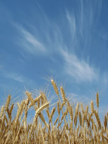 Uši pšenice — Stock fotografie