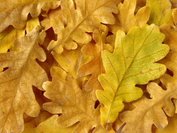 Rovere foglie sfondo — Foto Stock