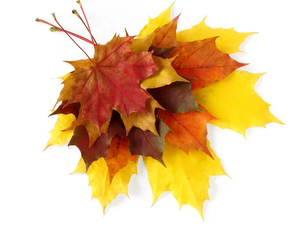 Herfst bladeren — Stockfoto