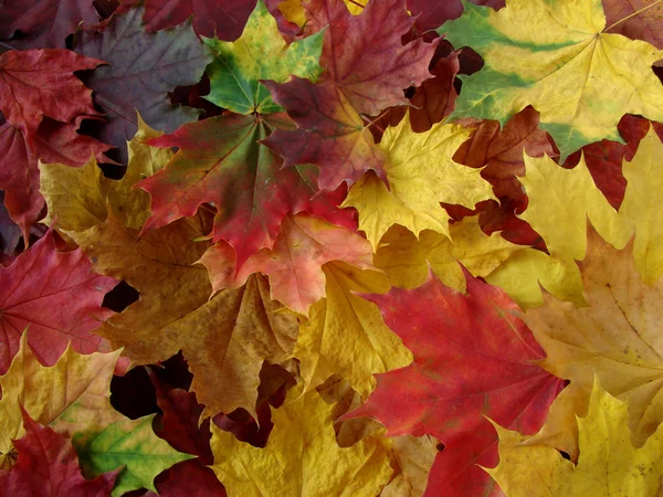 Autumnal carpet — Stock Photo, Image